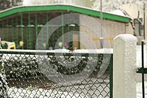 Sparrow on the fence during a snowfall