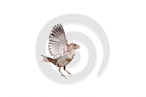 Sparrow flaps its wings on white isolated background