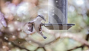 A Sparrow flies in the sky and colorful fantasy bokeh background with a food bowl