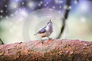 A Sparrow flies in the sky and colorful fantasy bokeh background with a food bowl