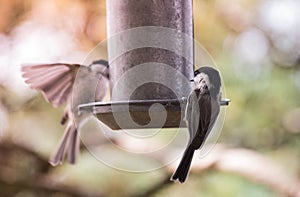 A Sparrow flies in the sky and colorful fantasy bokeh background with a food bowl