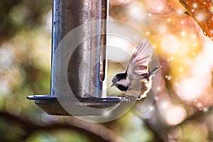 A Sparrow flies in the sky and colorful fantasy bokeh background with a food bowl