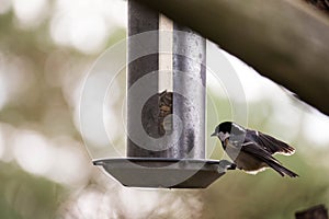 A Sparrow flies in the sky and colorful fantasy bokeh background with a food bowl