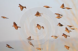 Sparrow flock rapid flight. Old World sparrows or small passerine birds