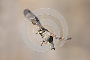 A Sparrow flutters against the background of brown sky