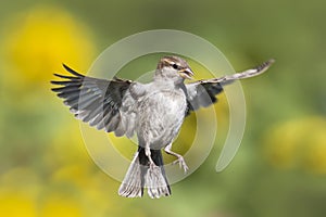 A Sparrow flutters against the background of green meadows