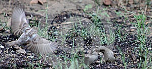 Sparrow-flying in for dinner