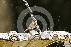 Sparrow on fountain