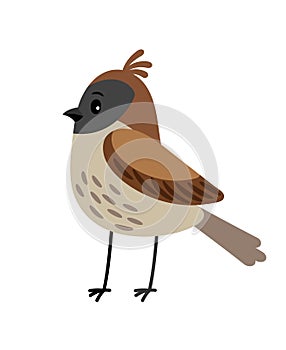 Sparrow funny cartoon bird