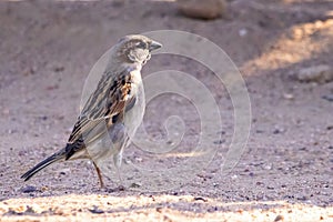 Sparrow or gorrion passer domesticus on the floor photo
