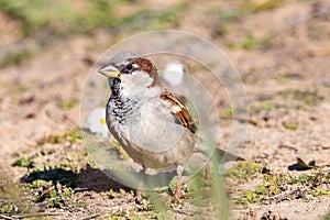 Sparrow or gorrion passer domesticus on grass