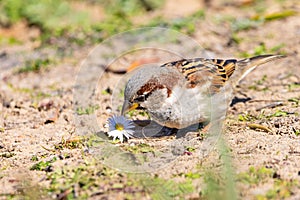 Sparrow or gorrion passer domesticus on grass pecking a daisy photo