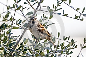 Sparrow or gorrion passer domesticus perched in the brach of a olive tree photo