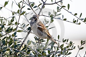Sparrow or gorrion passer domesticus perched in the branch of a olive tree photo