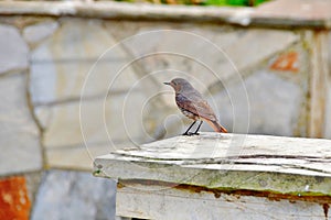 The Sparrow photo