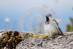 Sparrow on the ground. House sparrow perching on rock in spring