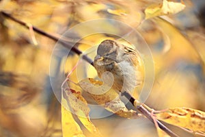 Sparrow on the ground in leaves