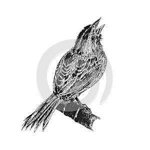 Sparrow, hand drawn sketch in vector, singing bird