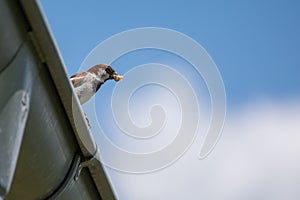 Sparrow has prey in its beak