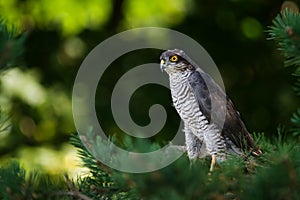 The sparrow hawk