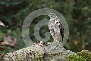 The sparrow-hawk