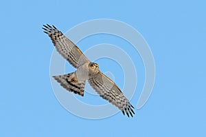 Sparrow hawk (accipiter nisus)