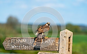 Sparrow hawk Accipiter nisus