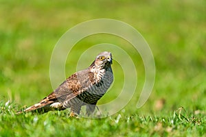 Sparrow hawk Accipiter nisus