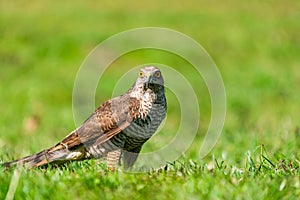 Sparrow hawk Accipiter nisus