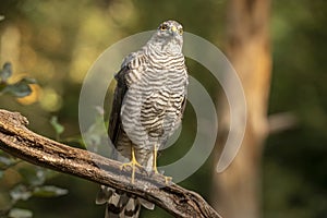 Sparrow Hawk, Accipiter nisus. Bird of prey