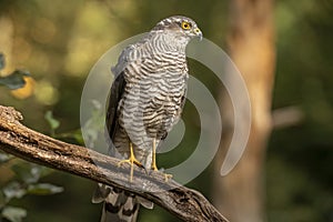 Sparrow Hawk, Accipiter nisus. Bird of prey