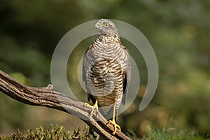 Sparrow Hawk, Accipiter nisus. Bird of prey