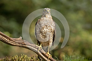 Sparrow Hawk, Accipiter nisus. Bird of prey