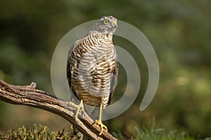 Sparrow Hawk, Accipiter nisus. Bird of prey