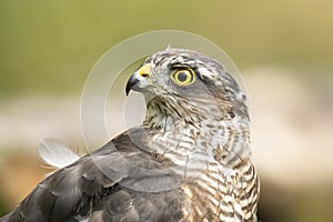 Sparrow Hawk, Accipiter nisus. Bird of prey