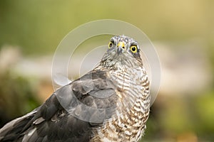 Sparrow Hawk, Accipiter nisus. Bird of prey