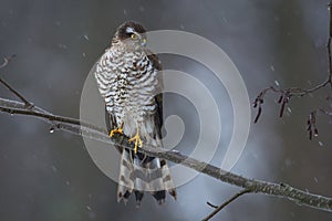 Sparrow hawk, female