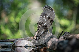 Sparrow-hawk resting on a tree