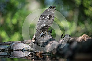 Sparrow-hawk resting on a tree