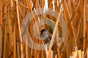 A Sparrow hides in a thicket of reeds.
