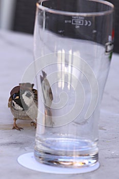 Passero nascondiglio per bicchiere 