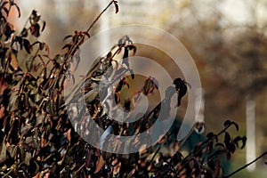 Sparrow hiding in the bushes