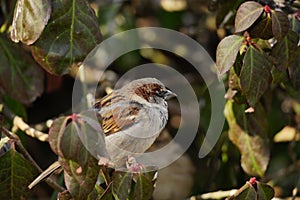A sparrow hiding place