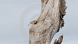 A sparrow inspects a tree hollow