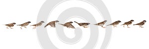 Sparrow in jump phases isolated on white