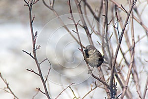 Sparrow jumping on a branch, winter, birds are starving