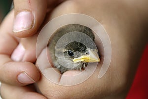 Sparrow on a kid hand