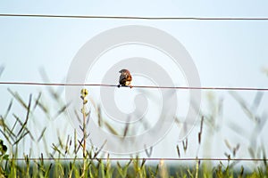 Sparrow landed on a wire