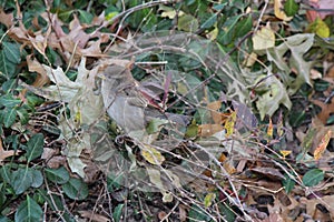 Sparrow in the leaves