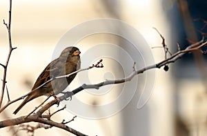 Sparrow on a Limb